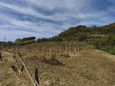 Foto Terreno agricolo a Terricciola Forcoli di 11340 m² in vendita