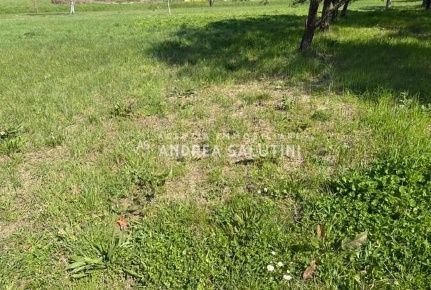 Foto Terreno agricolo a Palaia Baccanella di 5700 m² in vendita