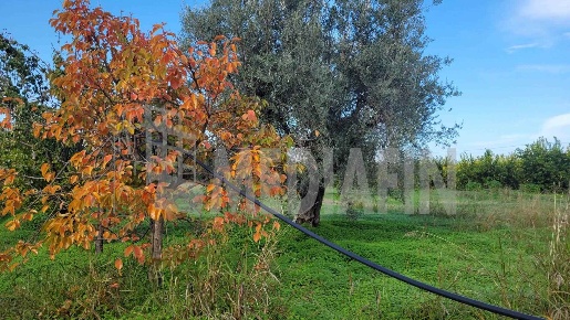 Foto Terreno agricolo in CONTRADA AMICA SNC, Corigliano-Rossano di 4529 m²