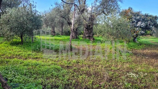 Foto Terreno agricolo in CONTRADA AMICA SNC, Corigliano-Rossano di 3062 m²