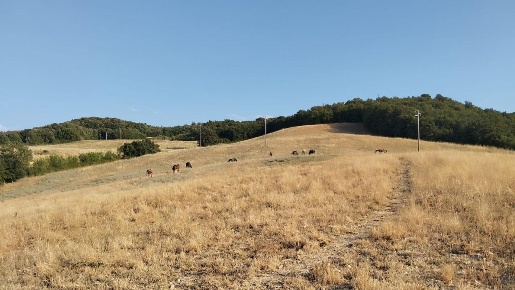 Foto Terreno residenziale a Casole d'Elsa Centro di 15000 m² in vendita