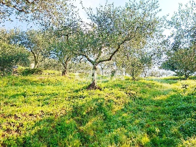 Foto Terreno residenziale a Buti Centro di 5300 m² in vendita