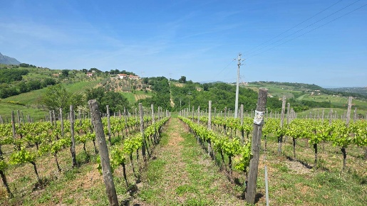 Foto Terreno agricolo in Candriano, Torella dei Lombardi di 8200 m²