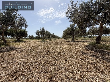 Foto Terreno agricolo in C.da Fontanelle, Castelvetrano di 13260 m²