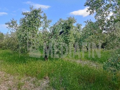 Foto Terreno agricolo in CONTRADA PANTANO MARTUCCI SNC, Corigliano-Rossano