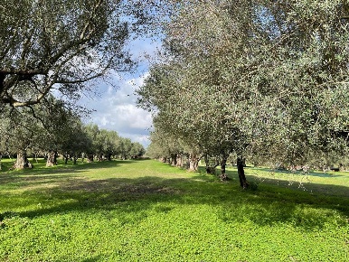 Foto Terreno agricolo a Capua di 18020 m² in vendita