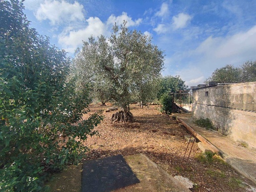 immagine annuncio 6 di 12