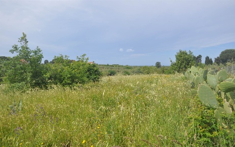 Foto Terreno agricolo a Cecina Cecina Centro di 27860 m² in vendita