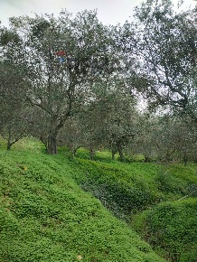 Foto Terreno agricolo in CONTRADA NOVELLO 63/57, Ficarra Centro di 5000 m²