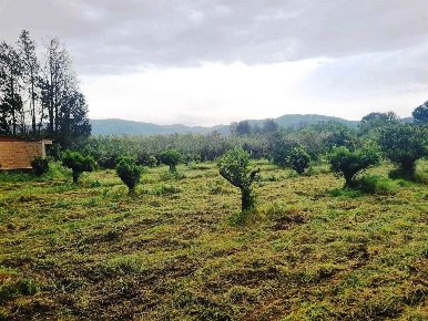 Foto Terreno agricolo in Via Sa Tiria, Dolianova di 4495 m² in vendita
