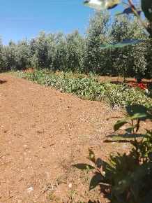 Foto Terreno agricolo a Orbetello Orbetello Scalo di 2756 m² in vendita