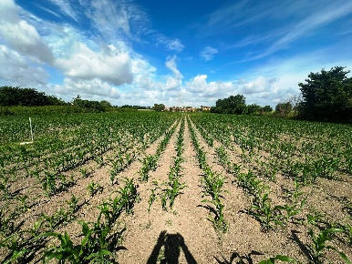 Foto Terreno agricolo in MASSERIA ADINOLFI, Capua di 20000 m² in vendita
