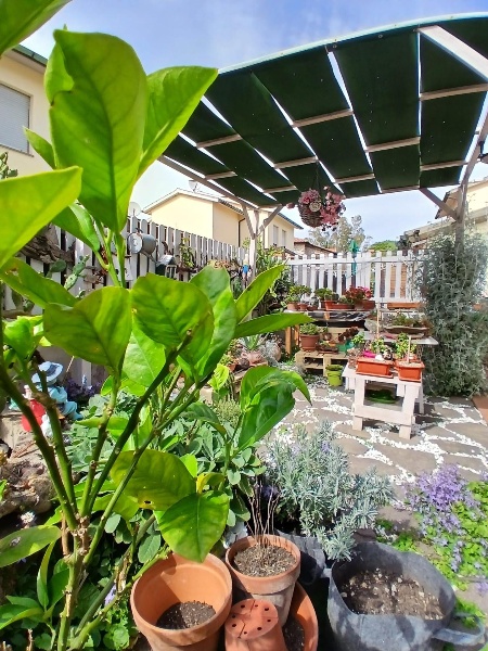 immagine annuncio 9 di 15