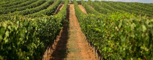 Foto Terreno agricolo a Scansano in vendita