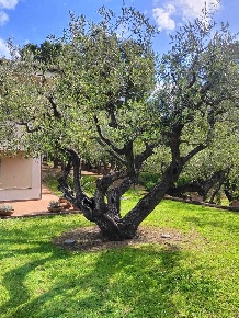 Foto Villa unifamiliare a Civitanova Marche Civitanova Alta di 328 m²