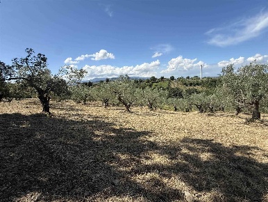 Foto Terreno agricolo in Contrada Marzo, Serre di 7200 m² in vendita