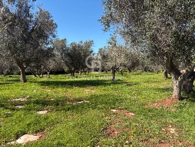 Foto Terreno agricolo in Contrada Puspo, Carovigno di 7687 m² in vendita