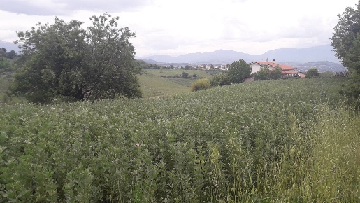 Foto Terreno agricolo in Via delle More, Casalincontrada di 14470 m²