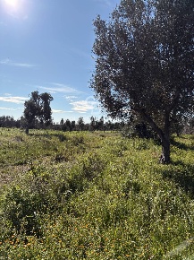 Foto Terreno agricolo in CONTRADA CASELLI SNC, Carovigno di 5000 m²