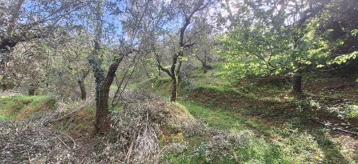 Foto Terreno agricolo a Lucca Brancoleria di 4798 m² in vendita