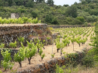 Foto Terreno agricolo a Tremestieri Etneo Centro di 3000 m² in vendita
