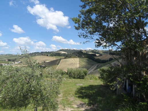 immagine annuncio 12 di 13