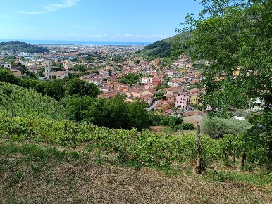 Foto Terreno agricolo a Carrara Stadio, Sant'Antonio, Marasio di 6000 m²