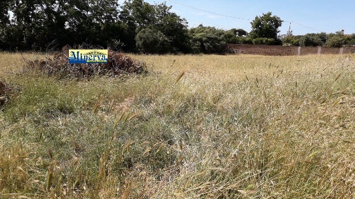 Foto Terreno residenziale in via di colle cocchino, Anzio Cocchino