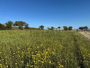 Foto Terreno agricolo a Pachino di 8987 m² in vendita