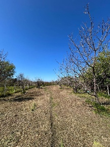 Foto Terreno agricolo in Via Del Mare 00, Scalea di 700 m² in vendita