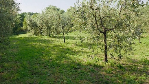 Foto Terreno agricolo a Casciana Terme Lari Le Casine Perignano Spinelli