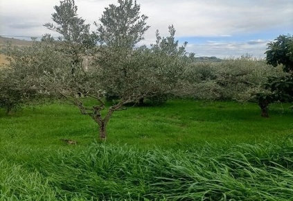 Foto Terreno agricolo in Contrada Monte Aquilino, San Benedetto del Tronto