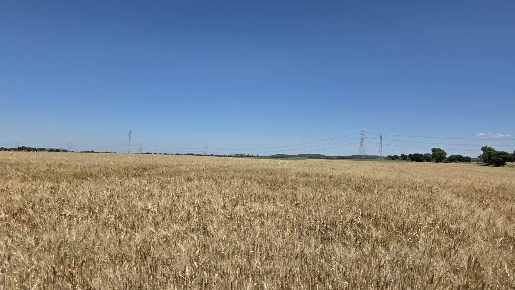 Foto Terreno agricolo a Tarquinia Centro Storico in vendita