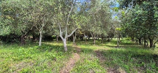 Foto Terreno agricolo a Cascina Navacchio Nord - Zambra di 2230 m²