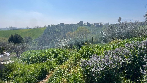 immagine annuncio 7 di 8
