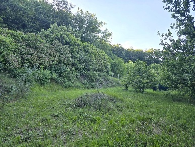 Foto Terreno agricolo a Poggibonsi Centro di 3895 m² in vendita
