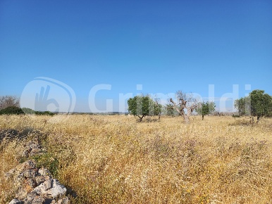 Foto Terreno agricolo in Contrada Mandorle 30, Ugento di 10200 m²
