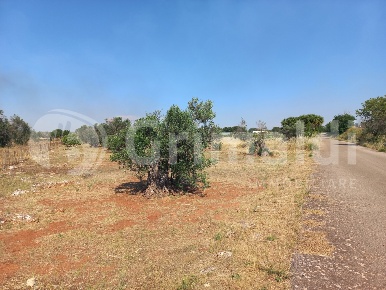 Foto Terreno agricolo in Contrada Cisterna 20, Ugento di 2400 m² in vendita