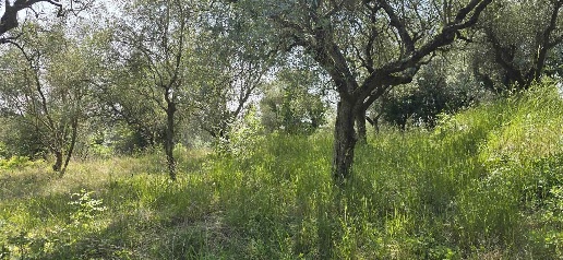 Foto Terreno agricolo a Puegnago del Garda di 8880 m² in vendita