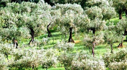 Foto Terreno agricolo a San Miniato Centro Storico in vendita