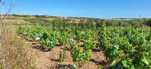 Foto Terreno agricolo in Contrada Benuini, Noto di 36659 m² in vendita
