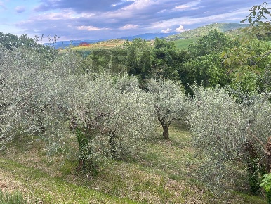 Foto Terreno agricolo in Migliano, Marsciano di 13000 m² in vendita