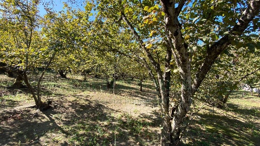 Foto Terreno agricolo a Monteforte Irpino di 1500 m² in vendita
