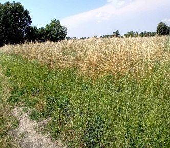 Foto Terreno agricolo a Bologna Pilastro di 35799 m² in vendita