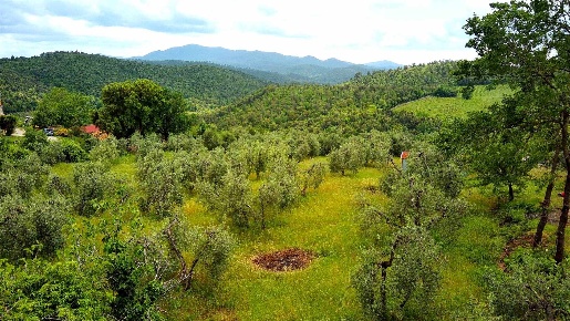 Foto Terreno agricolo a Roccastrada Centro di 4000 m² in vendita