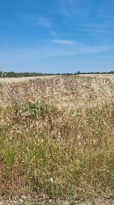 Foto Terreno agricolo in Contrada Restinco 1, Brindisi Sant'Elia di 8321 m²