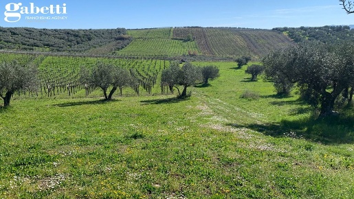 Foto Terreno residenziale in Contrada Serre 4, Lanciano di 7640 m²