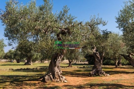 Foto Terreno agricolo in contrada bosco rotondo, Vittoria di 18000 m²