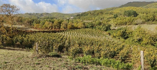 Foto Terreno agricolo a Belsito in vendita