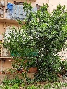 Foto Appartamento a Firenze Le Cure di 40 m² con 2 locali in vendita